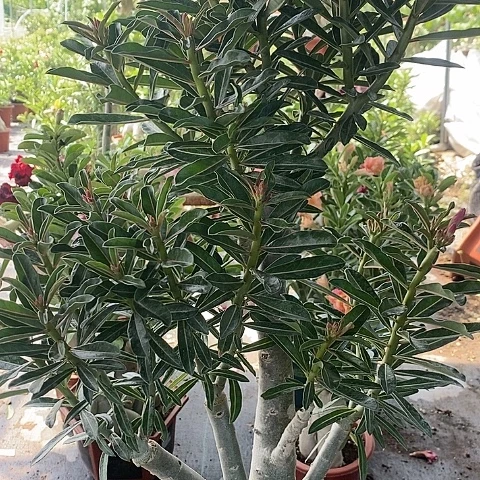 【闪购商品】无花朵一**安