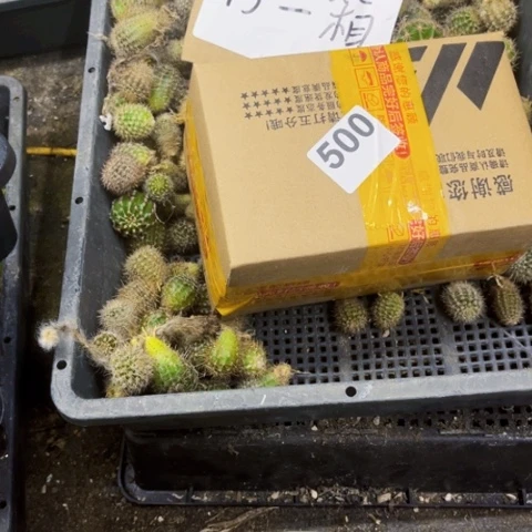 500彩草侧一物一图如图