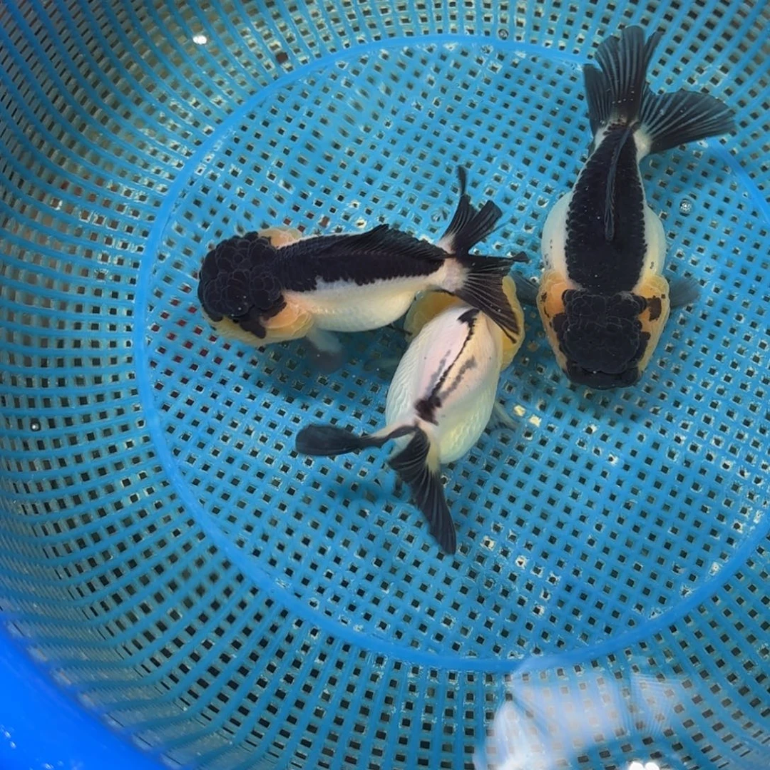 蓝***金鱼圆通运费18已付