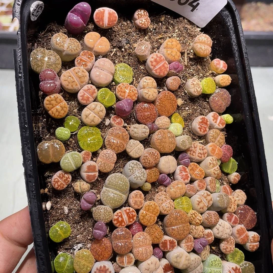 654当天凑满十八元包邮生石花