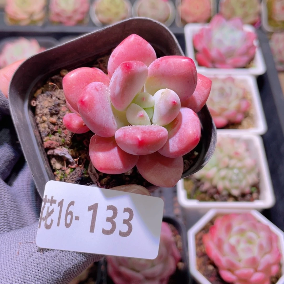 花利美16-133洛神