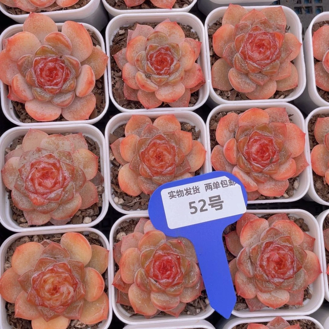 52号红糖心涟漪单头一个