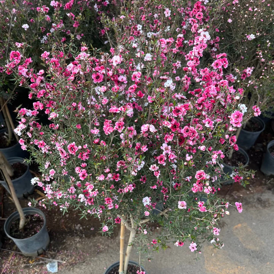 【松雪梅】爆花机器花期长云南精选观赏花卉