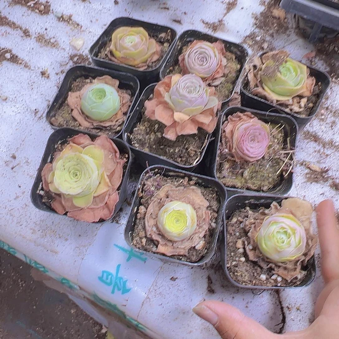 彩帕8盆带盆带土混色