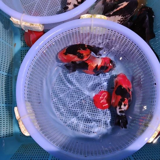 金鱼145兰寿三只特价顺丰包邮