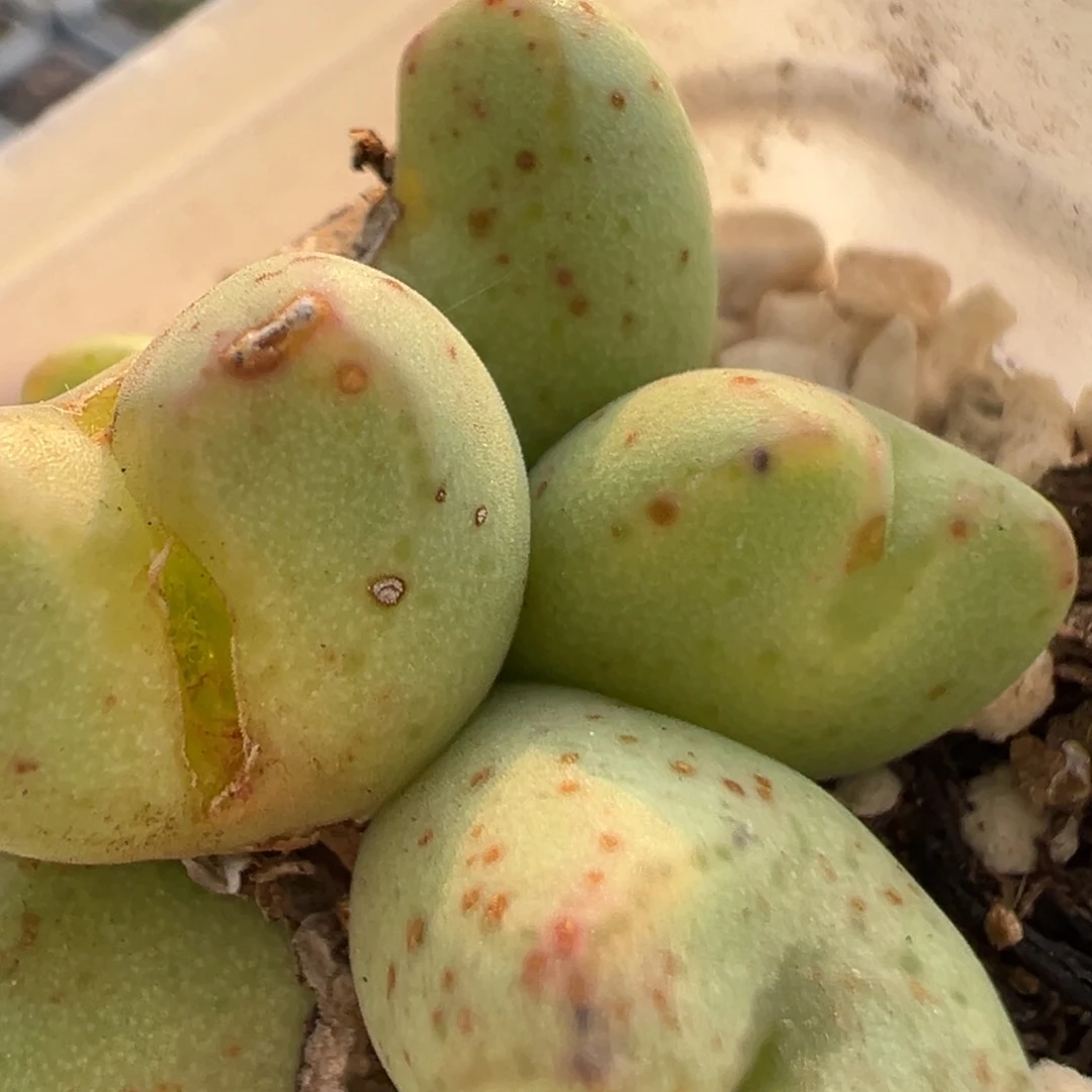 63多肉植物百科知识