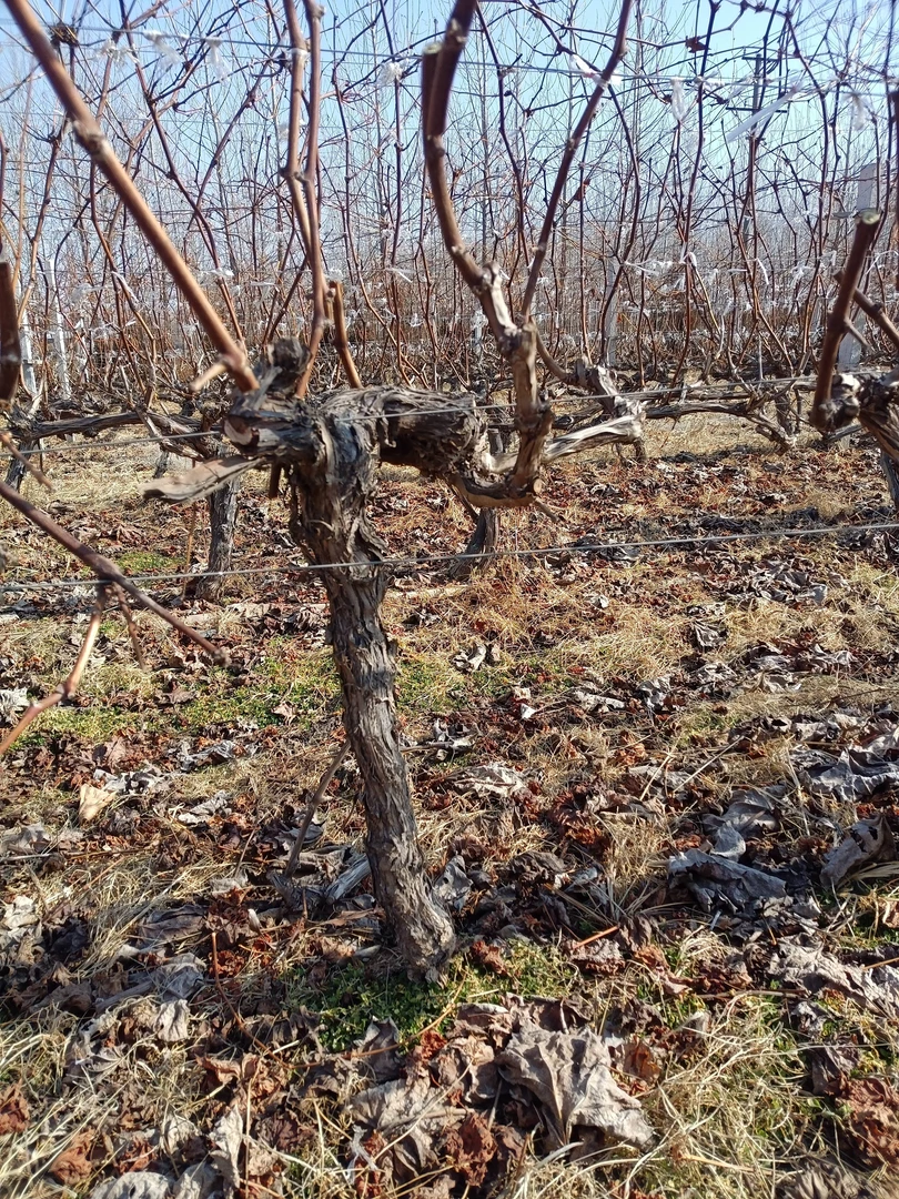 夏黑，妮娜皇后，现场挖树