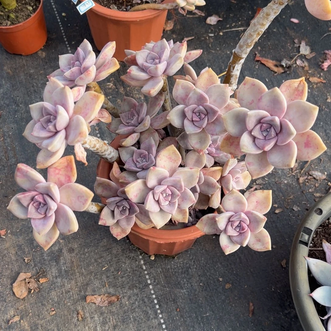 多肉老桩紫乐【非偏远地区满18包邮】