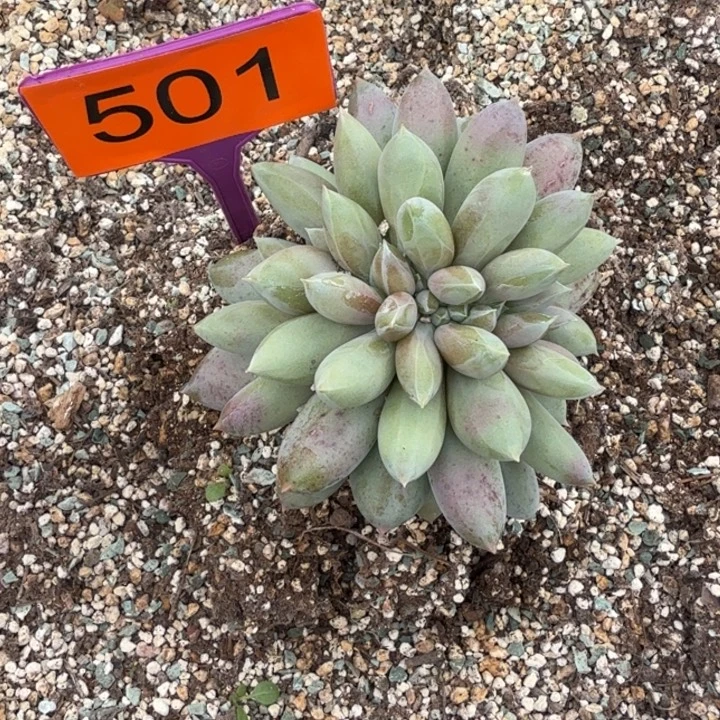 多肉植物胖体哥特缀501