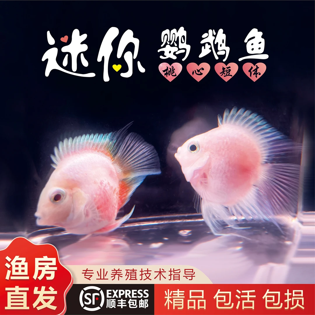 高颜值精品短体桃心迷你鹦鹉鱼胭脂粉宝蓝白金黑紫孔雀鱼观赏鱼