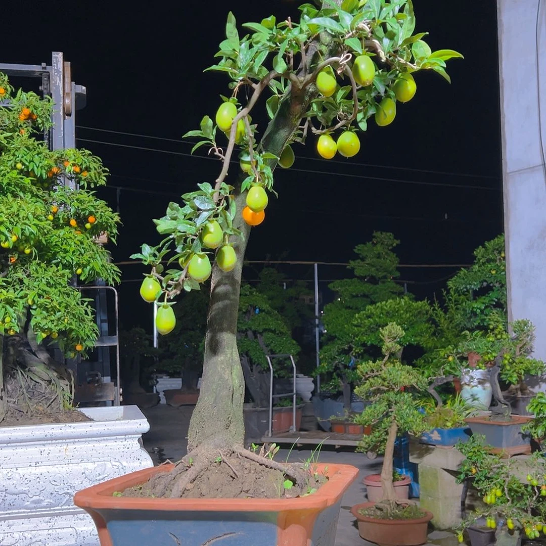 无花朵嫁接金弹子