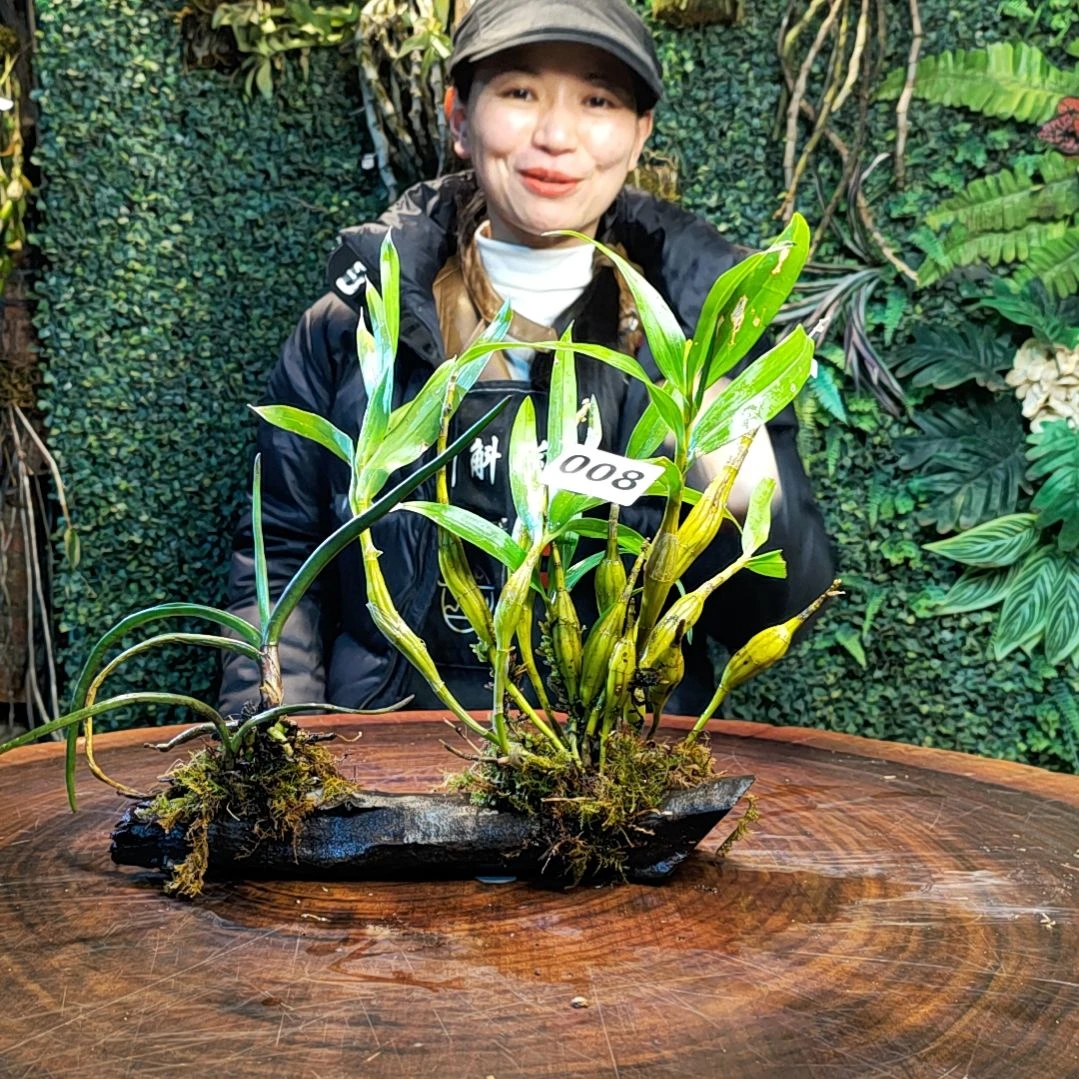 【闪购商品】008长苏，大花槽舌兰花