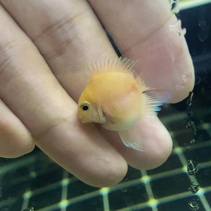 鹦鹉鱼微瑕极品娃娃脸一条