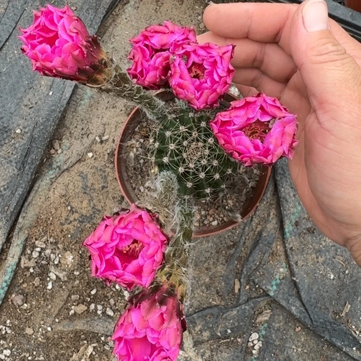 423生彩草瘦脱土掰花斑