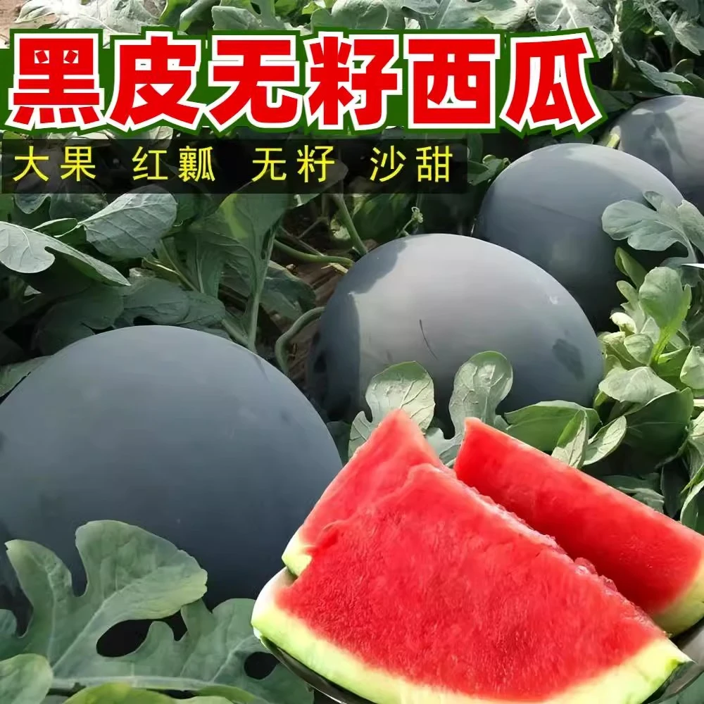【满5包包邮】黑皮无籽西瓜种子特大高产早熟薄皮四季水果麒麟超甜