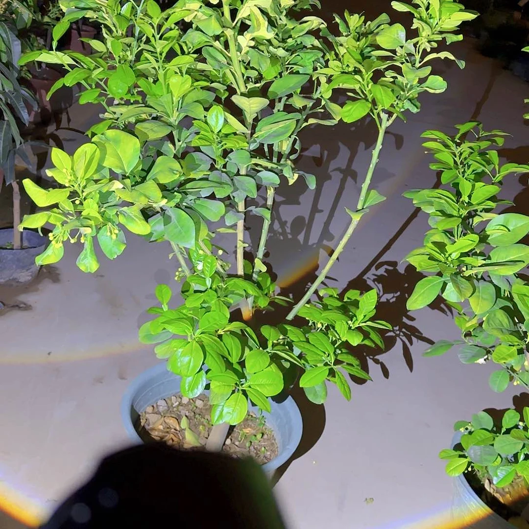 用****5果树栽培快乐健健康康