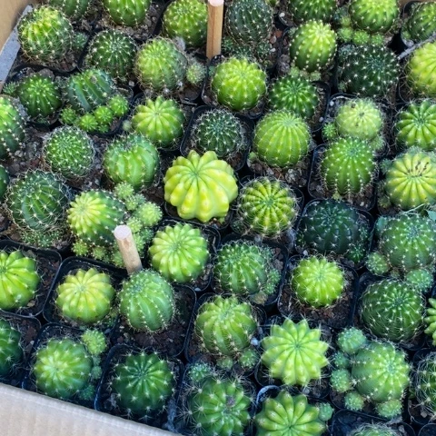 8个一组开花漂亮好看