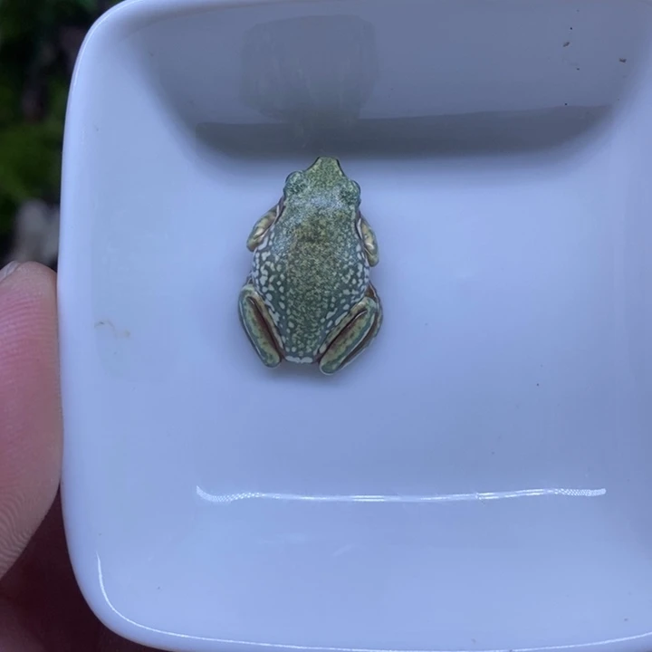 老爷树蛙澳蓝金头