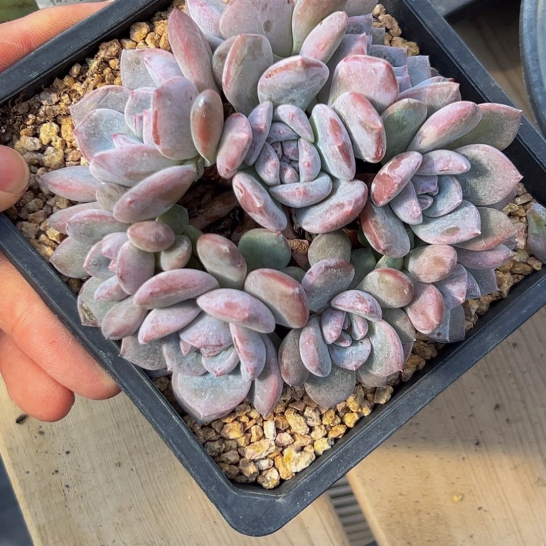 夯***夯 新年快乐新年快乐