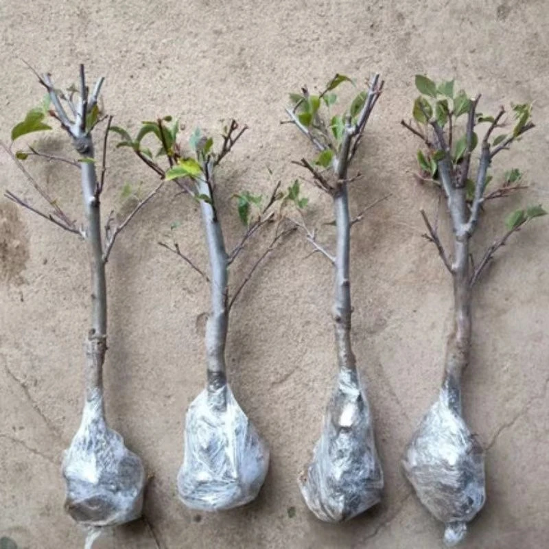 苹果树苗嫁接红富士冰糖心耐寒苹果苗盆栽地栽南北方种植当年结果