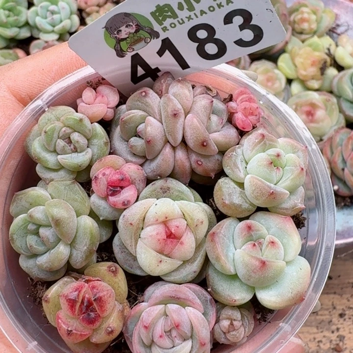 多肉植物多肉植物