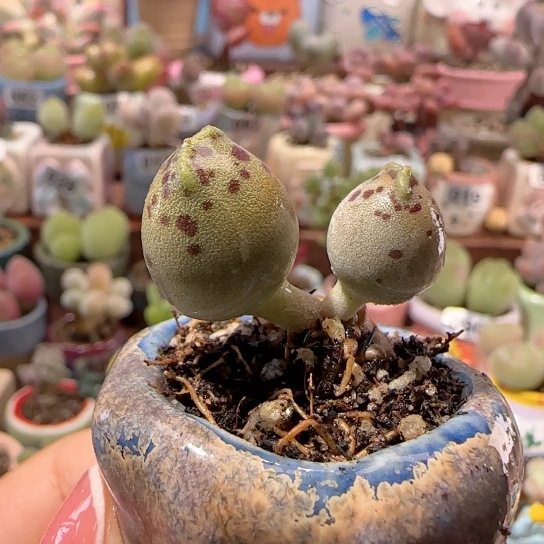 T粉海豹盆口2.5cm