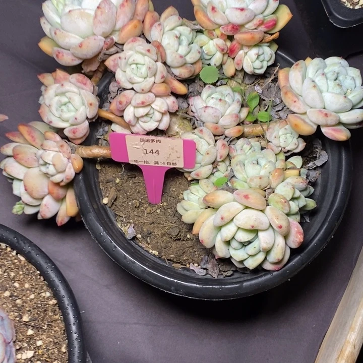 144望舒肉肉肉肉肉肉肉