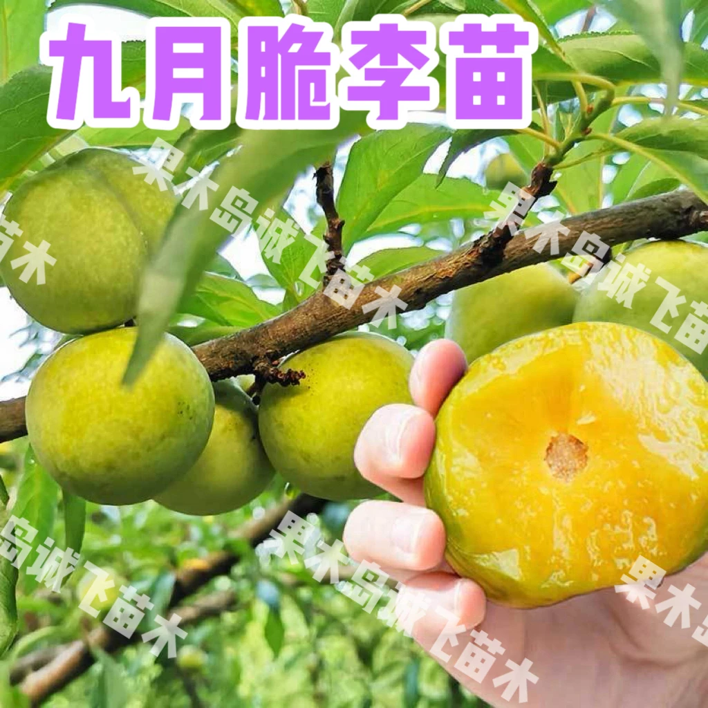九月脆李子裸根苗 晚熟李子苗 基地直发 现挖保湿发货
