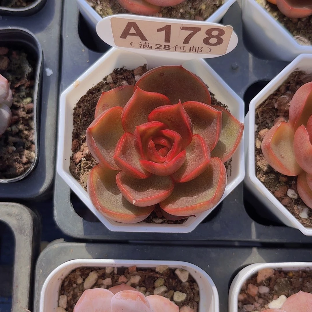 A178红灯一物一拍