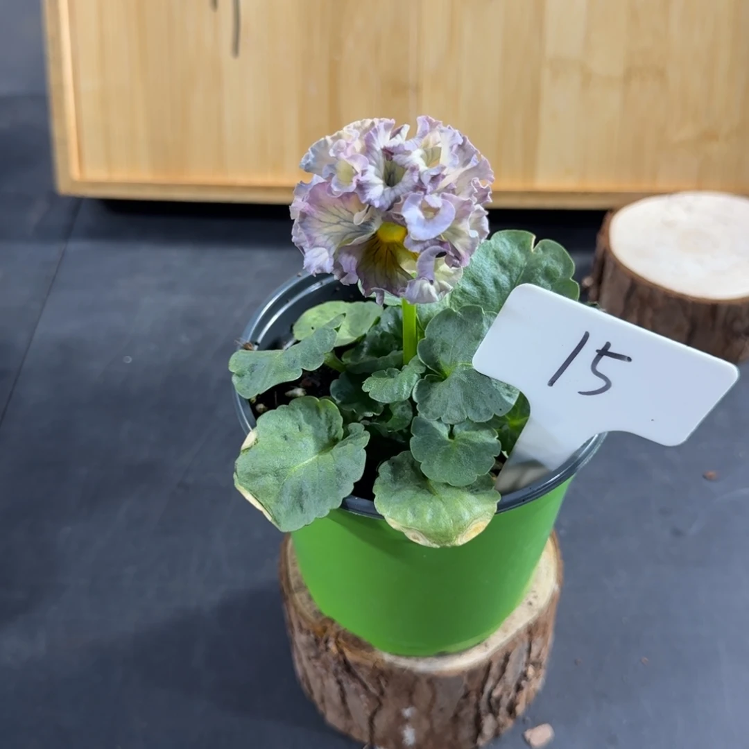 完全开放洛可可礼服15