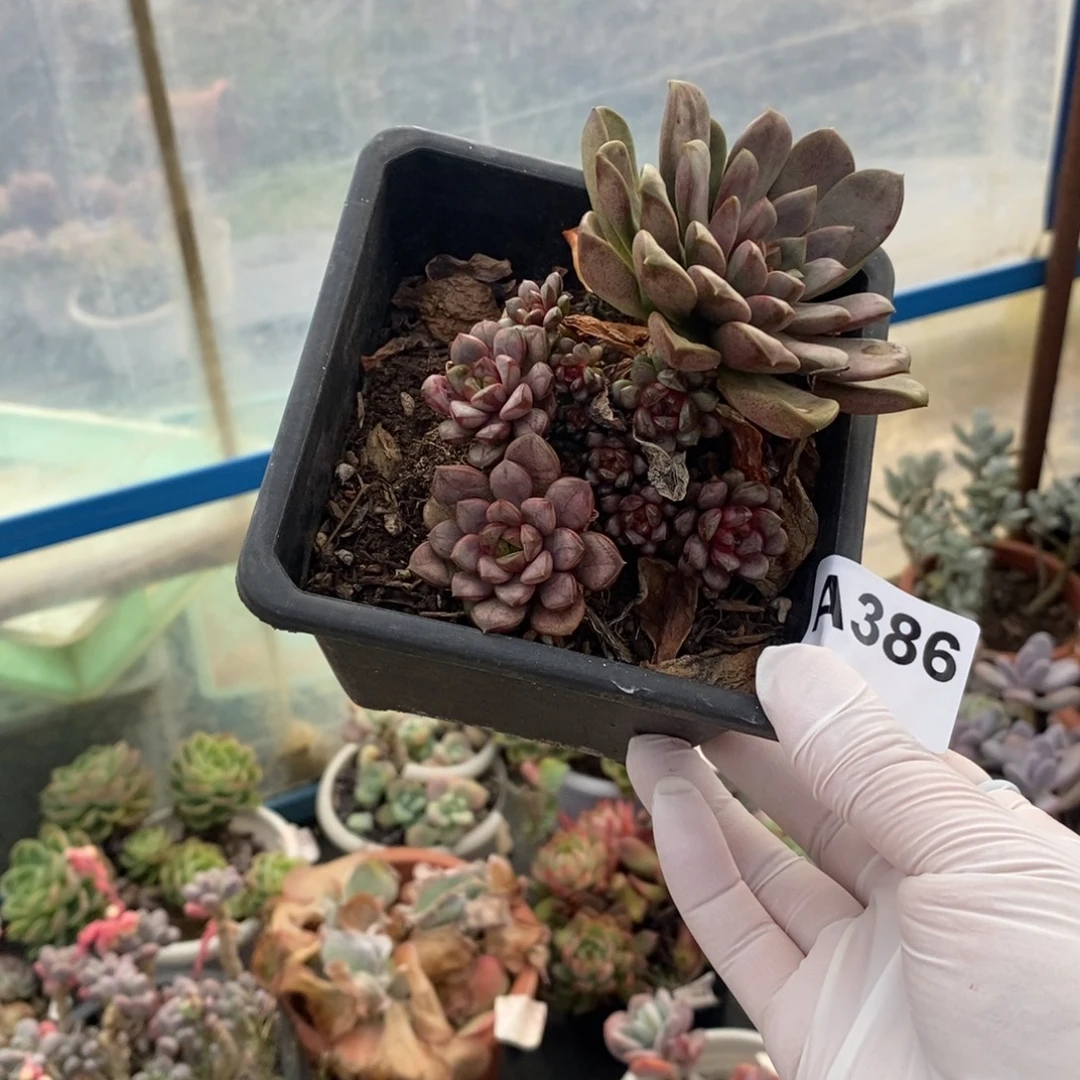 386葡萄多崽崽一物一拍