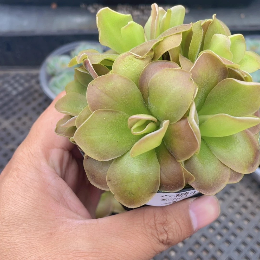云糖心多肉植物493
