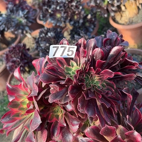 泛***歌多肉植物一个美杜莎775