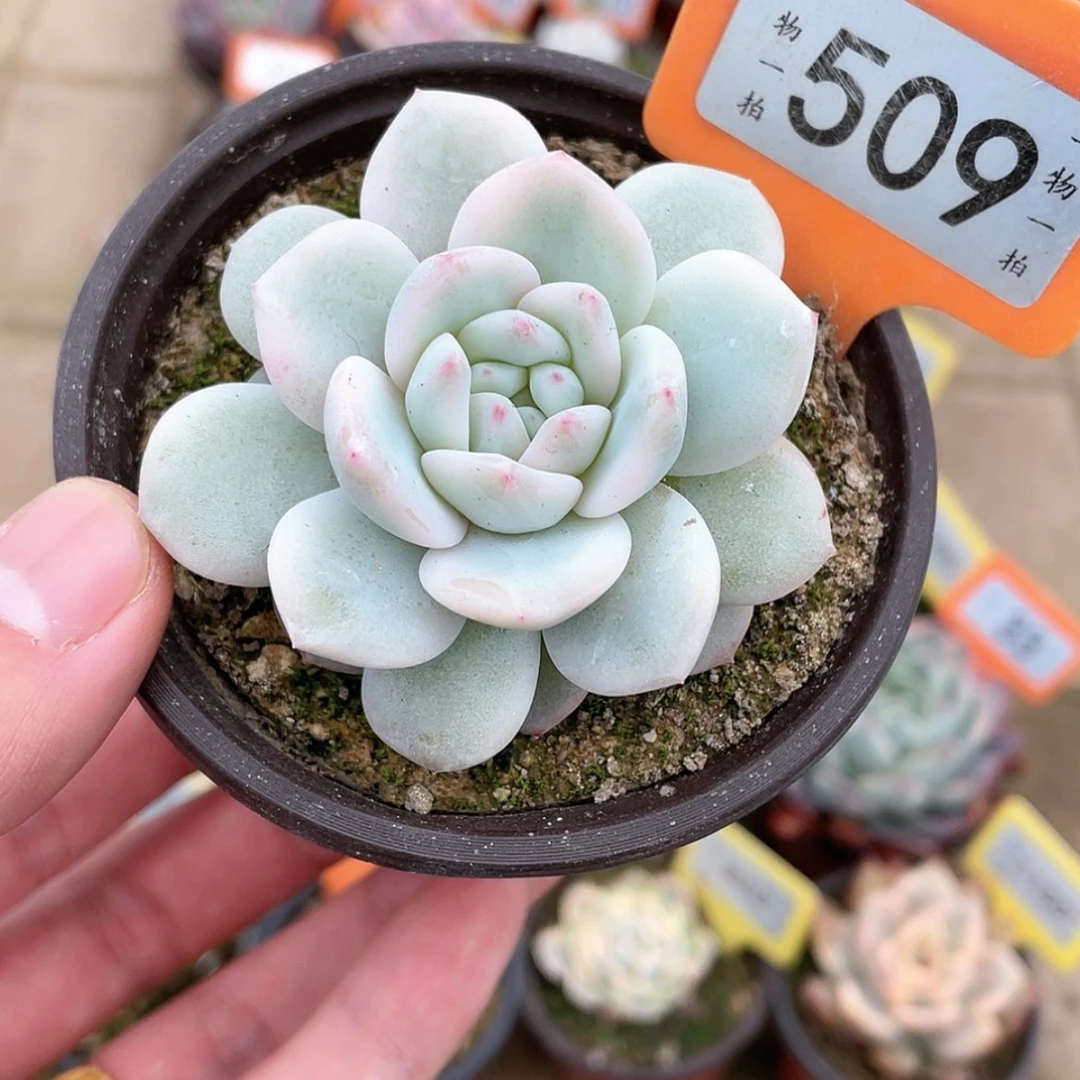 【闪购商品】509号