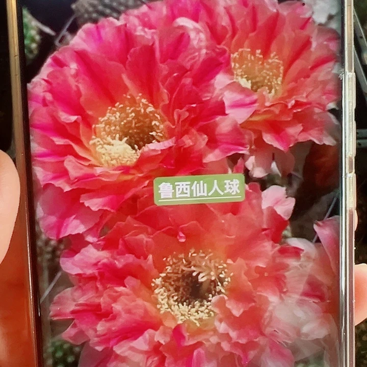 毛花柱3-168侧芽拍一发二