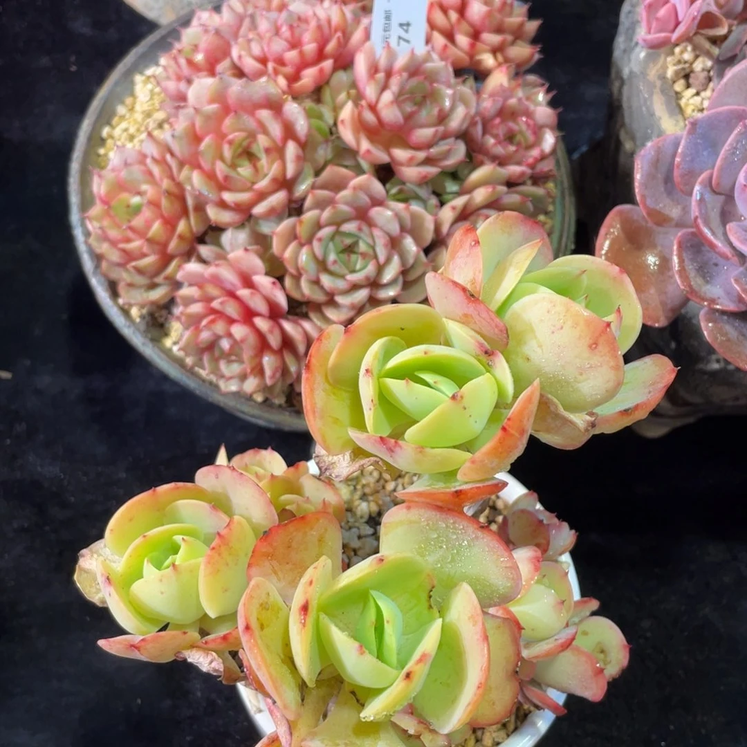 590.74笨吧，碧桃两颗一组多肉植物