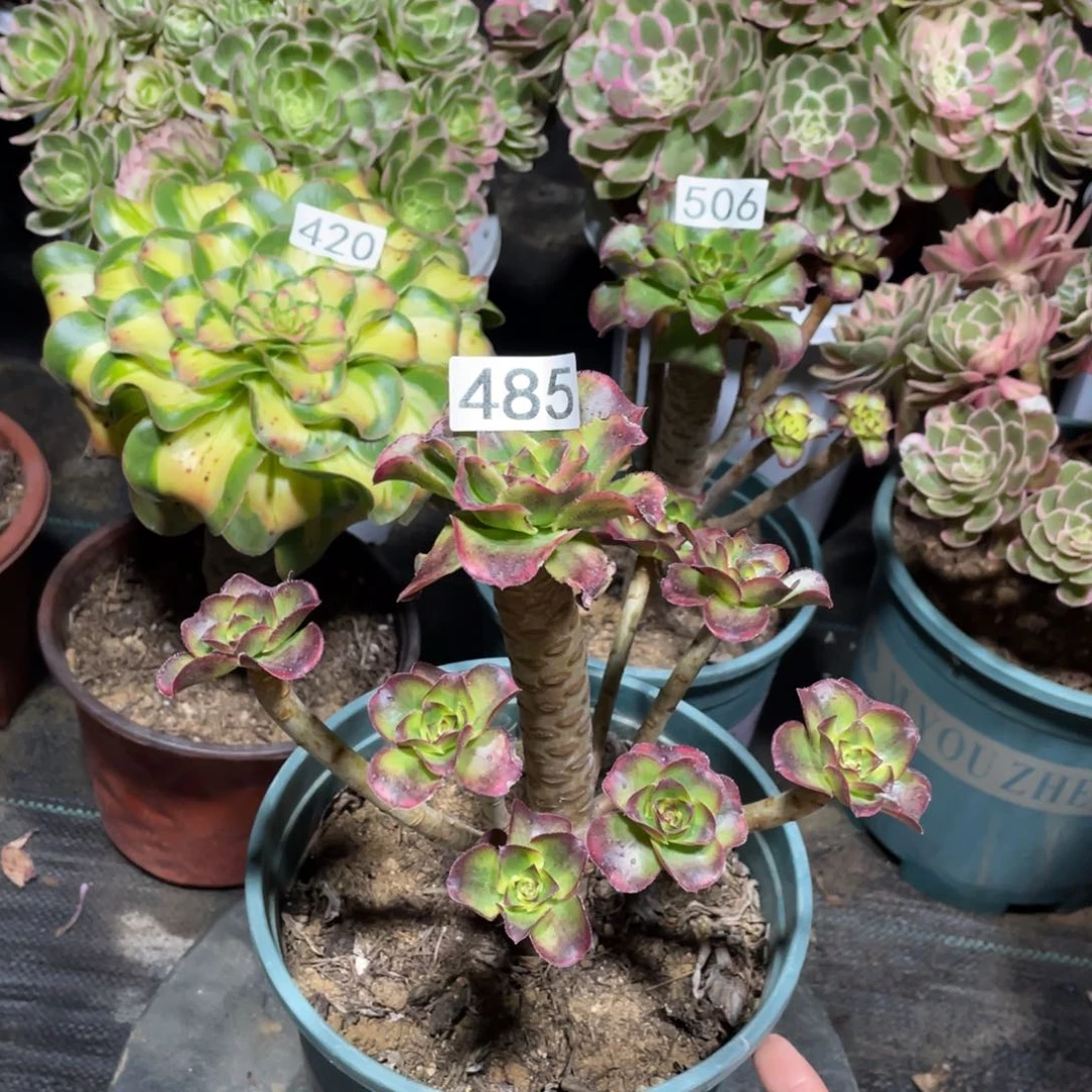 魅影多肉植物处理