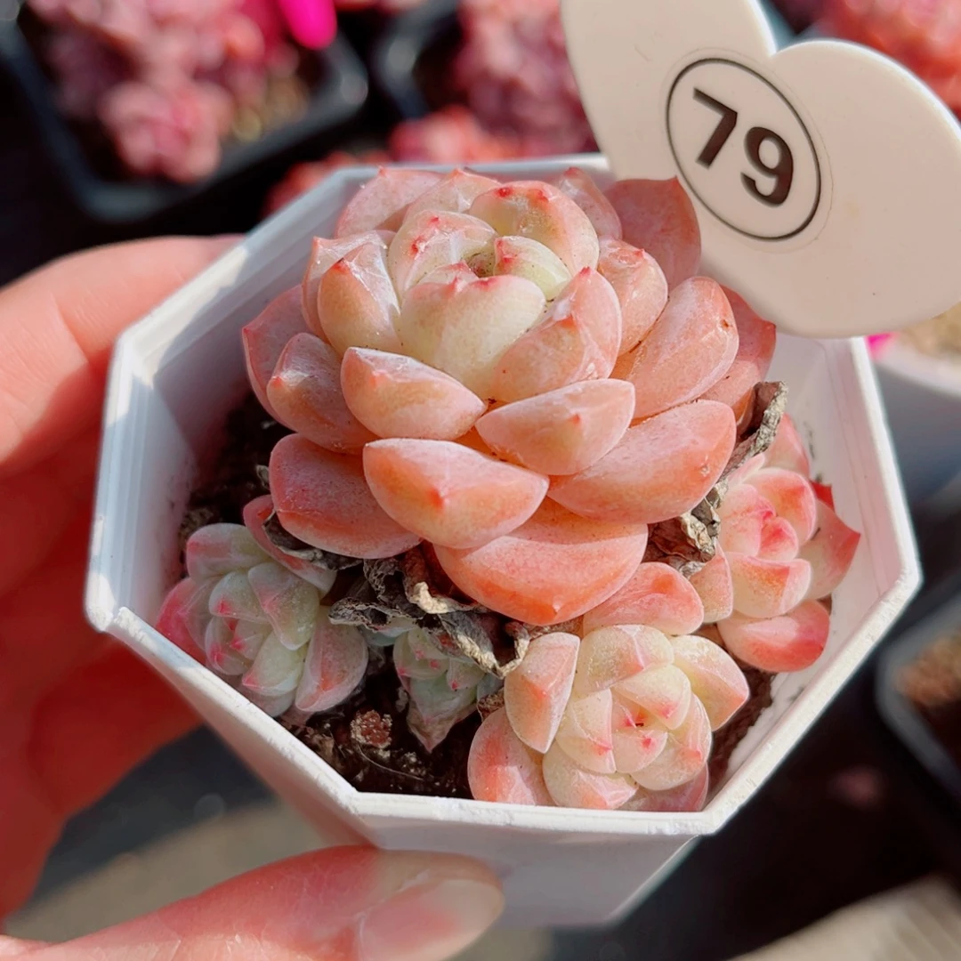 A***泡79号小老桩糖心群