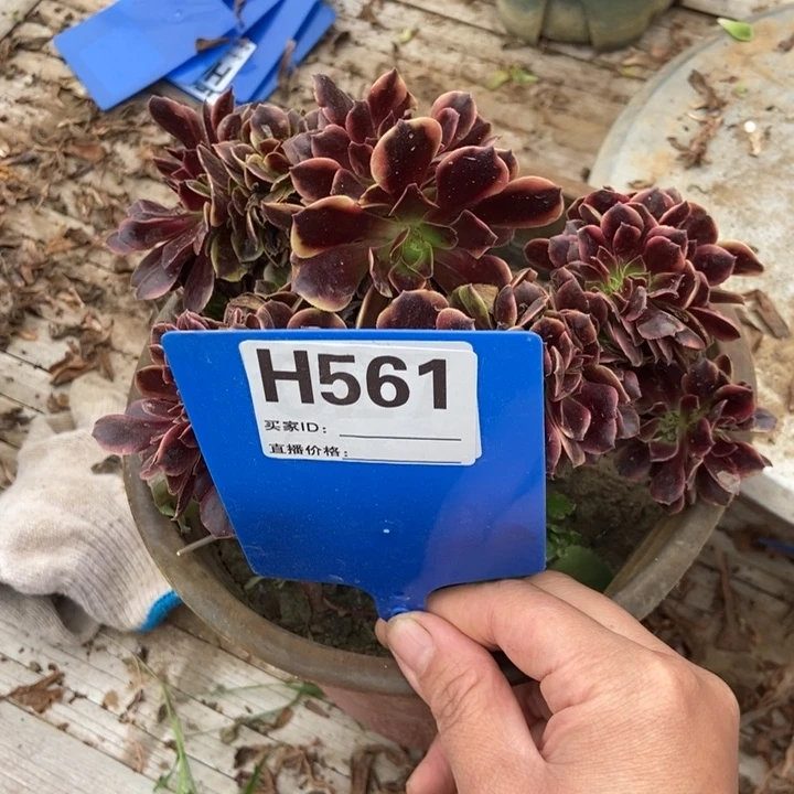 用***0561欧加利老桩老张