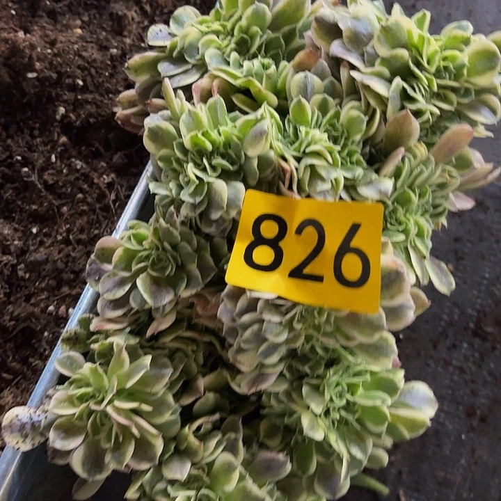 多肉植物福利来826