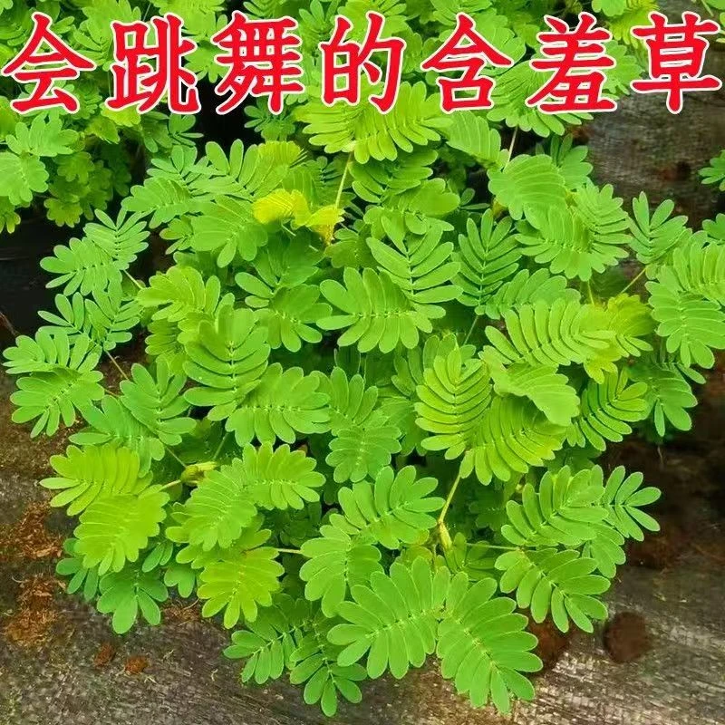 含羞草小盆栽室内绿植迷你害羞草阳台桌上植物幼儿园盆栽花