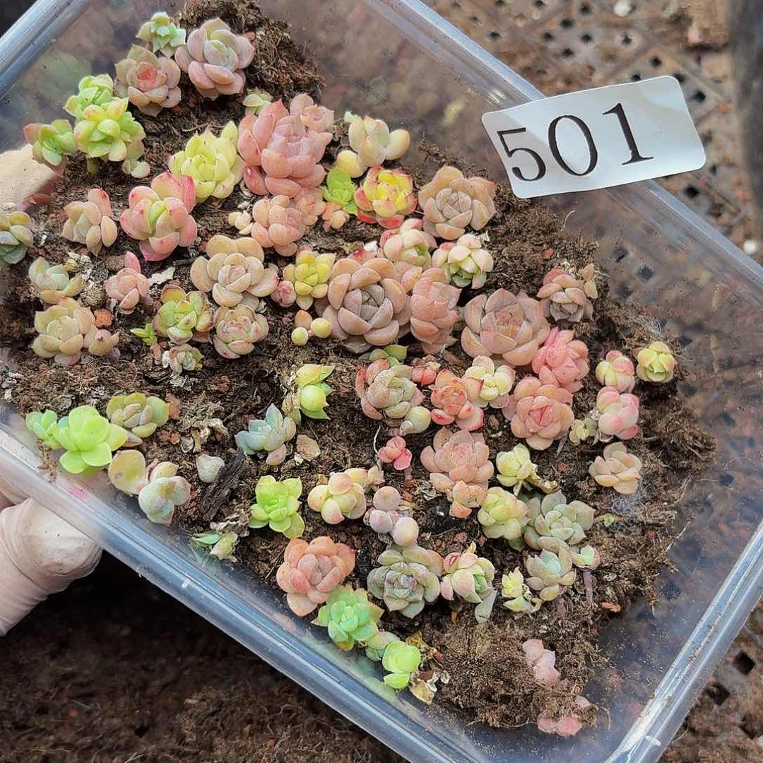 多肉植物多肉植物501