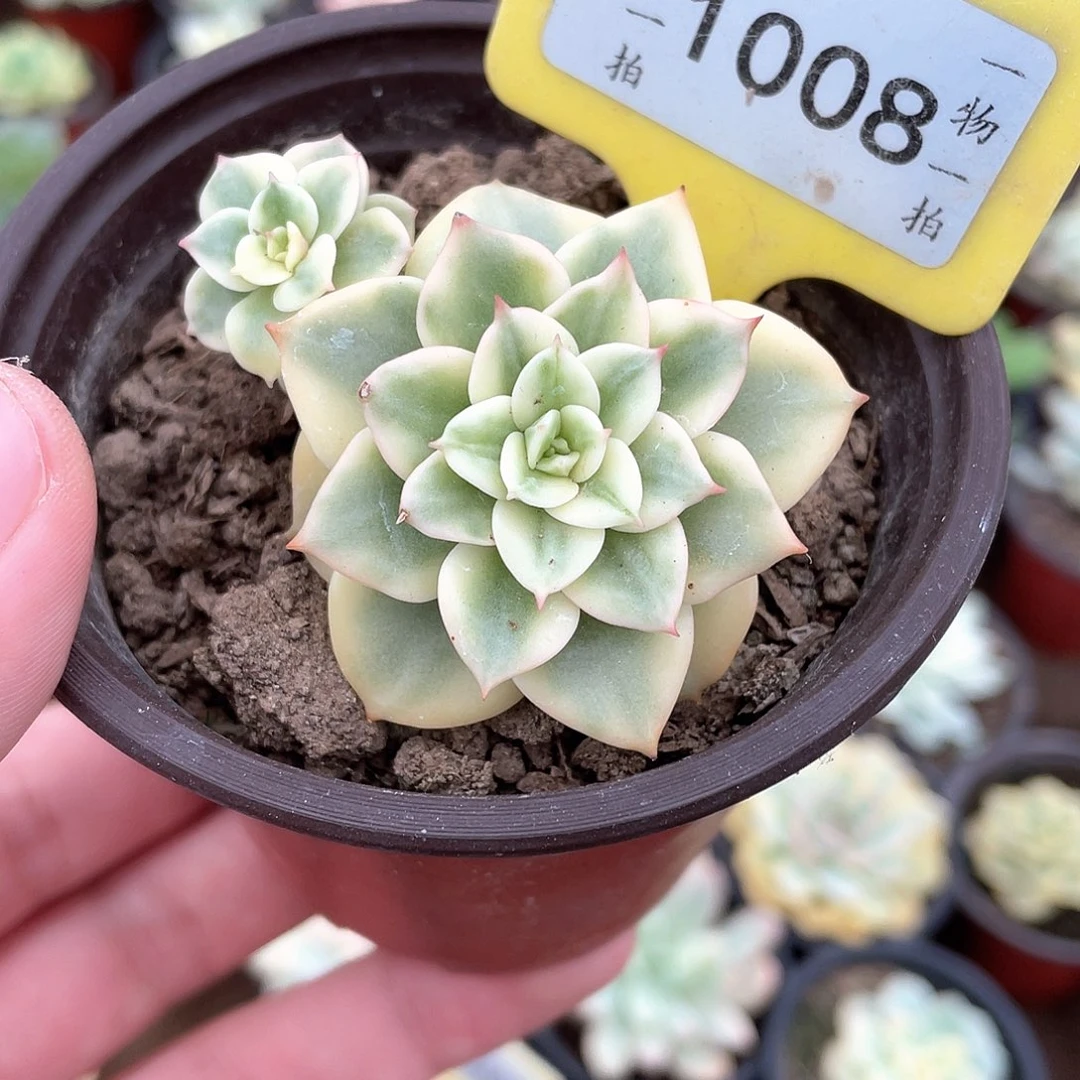 牡丹锦1008号多肉植物