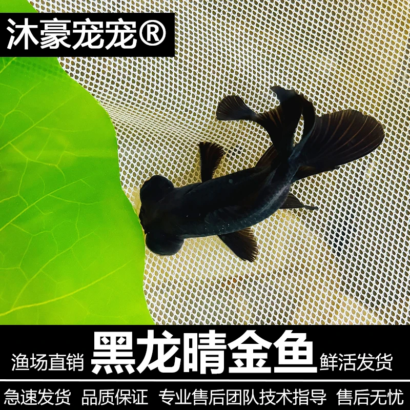 沐豪宠宠【黑龙睛】金鱼大眼睛金鱼冷水鱼好养耐活招财鱼双尾金鱼