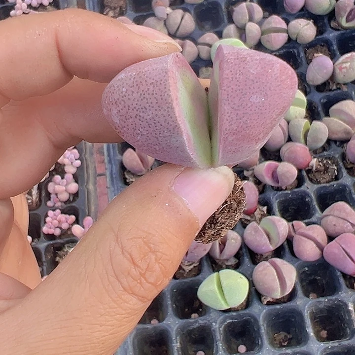 紫元宝精品多肉植物大战