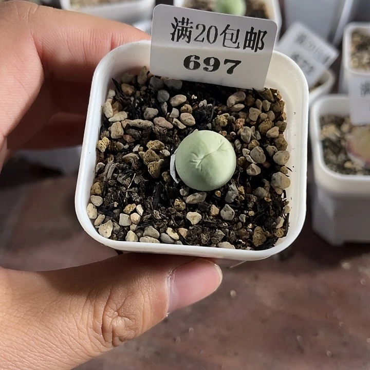 无花朵697、鸽子蛋1.5