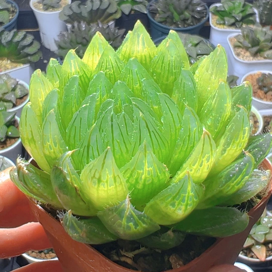 单头樱水晶玉露多肉1