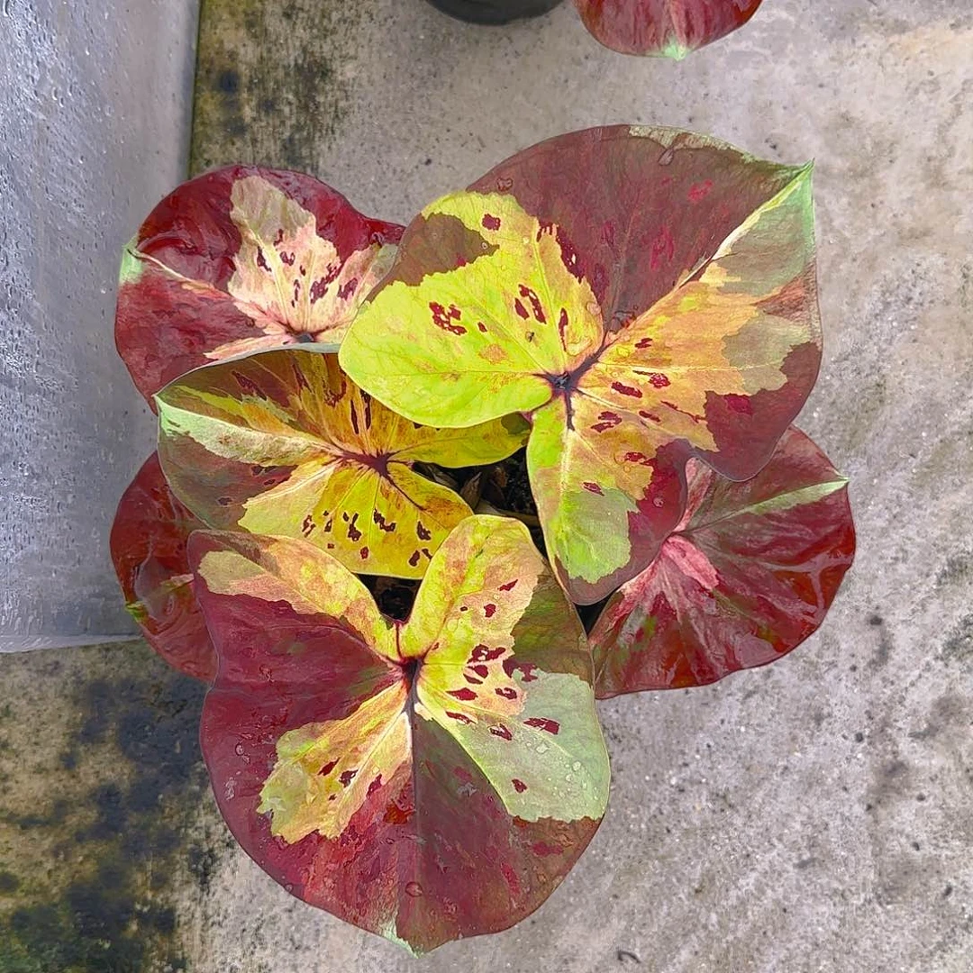 金*杉196-0624泰国发货月光