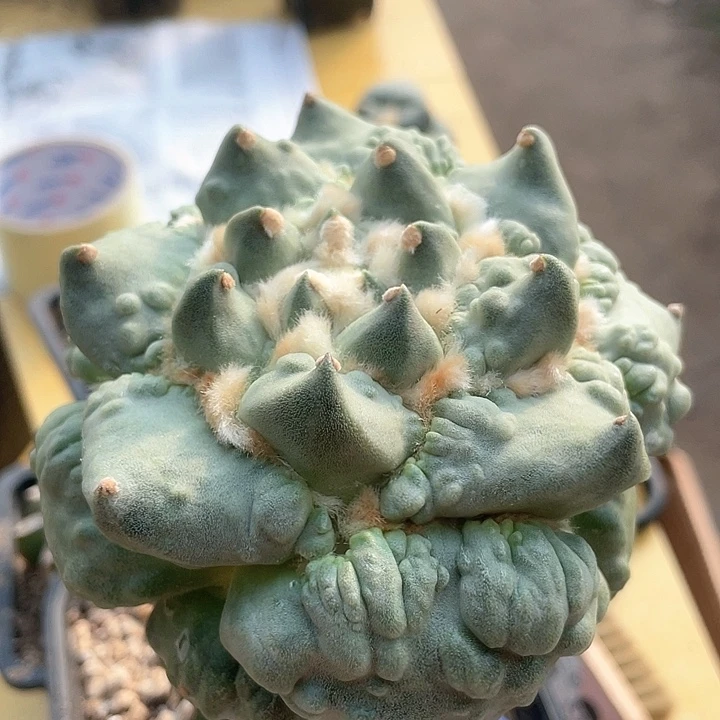 仙人球怒涛10.4公分87