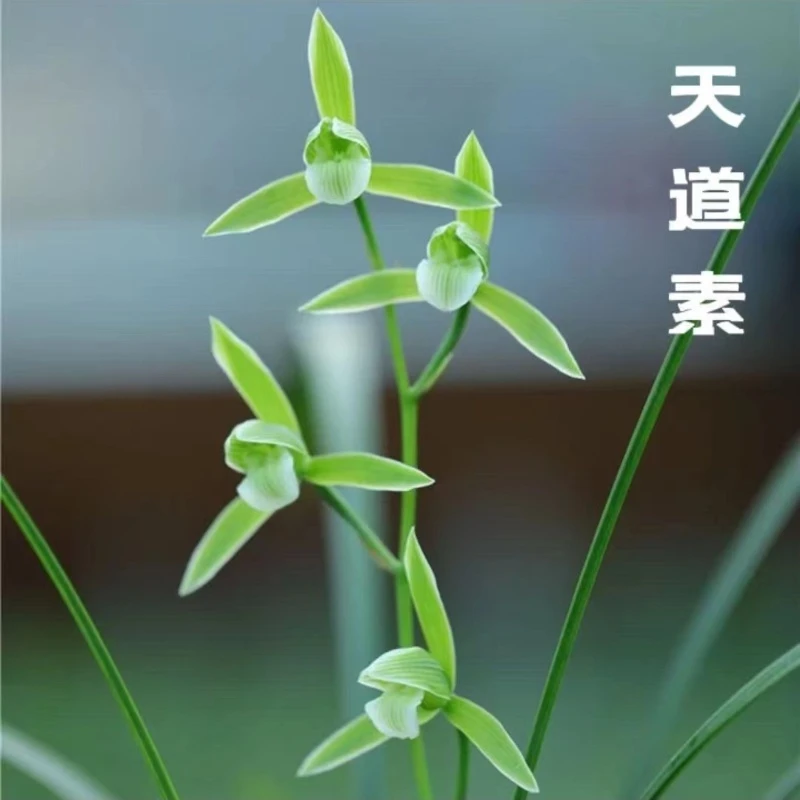 寒兰名品【天道素】 2苗 终身包对版 放心购买